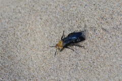 Campsomeriella