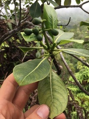 Psychotria mariniana