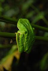 Phyllomedusa tarsius