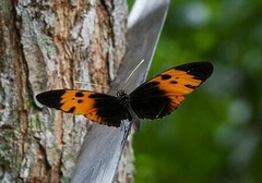 Heliconius numata bicoloratus