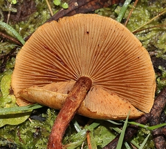 Pholiota communis