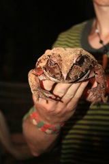 Leptodactylus pentadactylus