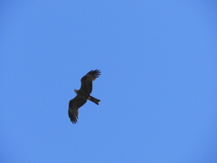 Milvus migrans migrans