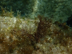 Amphiroa rigida
