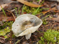 Russula iterika