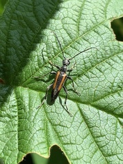 Strangalepta abbreviata