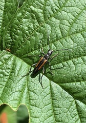 Strangalepta abbreviata