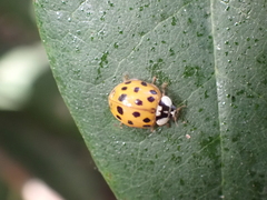 Harmonia axyridis
