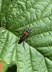 Strangalepta abbreviata