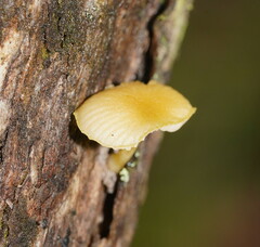 Pluteus hubregtseorum