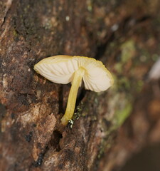 Pluteus hubregtseorum