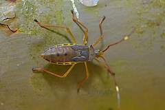 Paradasynus spinosus