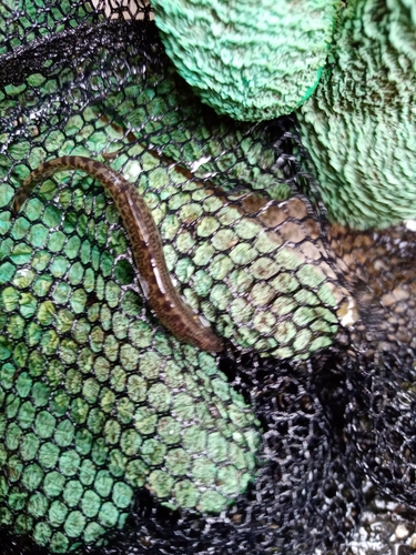 Southern Iberian Spined Loach
