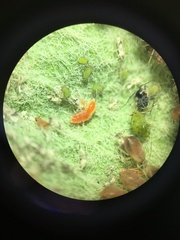 Aphidoletes aphidimyza