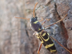 Xylotrechus arvicola