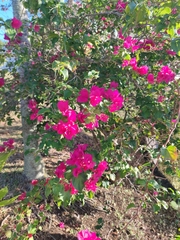 Bougainvillea