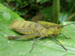 Colpolopha latipennis