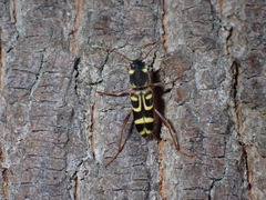 Xylotrechus arvicola
