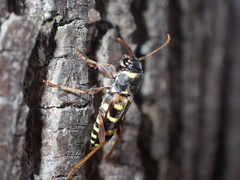 Xylotrechus arvicola