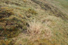 Arctagrostis latifolia