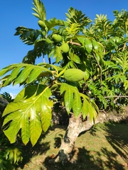 Artocarpus altilis