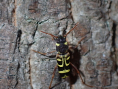 Xylotrechus arvicola