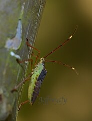 Paradasynus spinosus