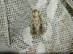 Dichagyris signifera