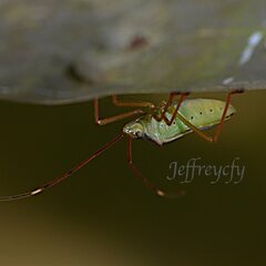 Paradasynus spinosus
