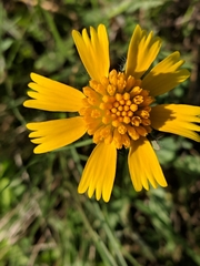 Amblyolepis setigera