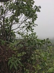 Psychotria mariniana