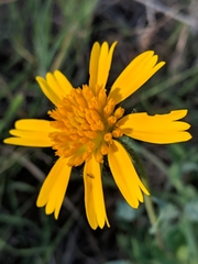 Amblyolepis setigera