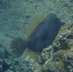 Cantherhines dumerilii
