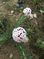 Stellera chamaejasme