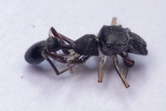 Salticidae