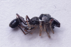 Salticidae
