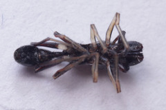 Salticidae