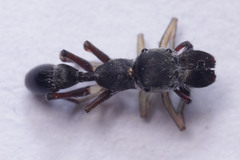 Salticidae