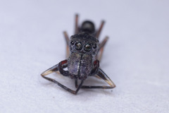 Salticidae