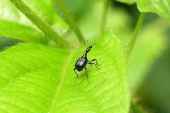 Cycnotrachelodes