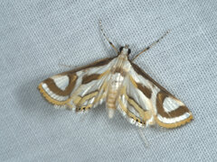 Strepsinoma croesusalis