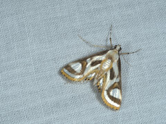 Strepsinoma croesusalis
