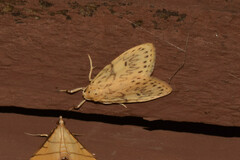 Pseudobarsine bombdilensis