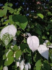 Actinidia kolomikta