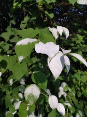Actinidia kolomikta
