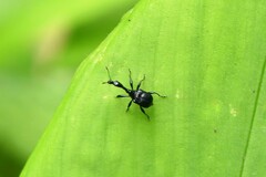 Cycnotrachelodes