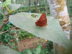 Abisara bifasciata
