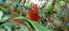 Abisara bifasciata
