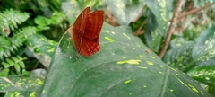 Abisara bifasciata