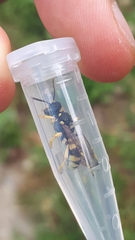 Cerceris bupresticida